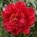 Camellia japonica 'Aaron's Ruby'