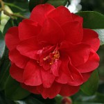 Camellia japonica 'Ace of Hearts'