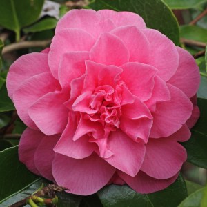 Camellia japonica 'Ada Pieper'