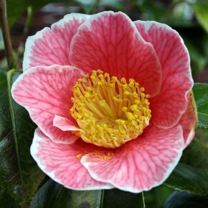 Camellia japonica 'Adelina Patti'