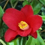 Camellia japonica 'Adeyaka'