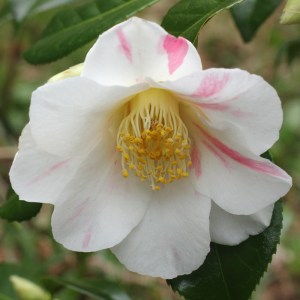 Camellia japonica 'Admiral Spry'