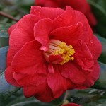Camellia japonica 'Adolphe Audusson'
