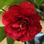 Camellia japonica 'Agnes of the Oaks'