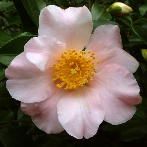 Camellia japonica 'Akebono'