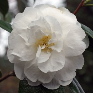 Camellia japonica 'Alba Grandiflora'