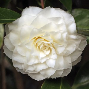 Camellia japonica 'Alba Plena'
