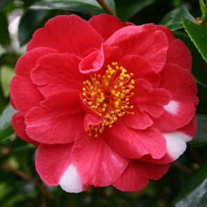 Camellia japonica 'Alexander Hunter'