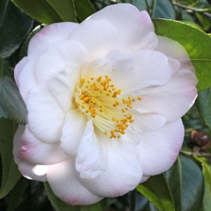 Camellia japonica 'Alexis Smith'