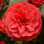 Camellia japonica 'Alfredo Capellini'