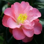Camellia japonica 'Alison Leigh Woodroof'