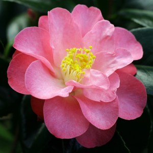 Camellia japonica 'Alison Leigh Woodroof'