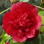 Camellia japonica 'Althaeiflora'