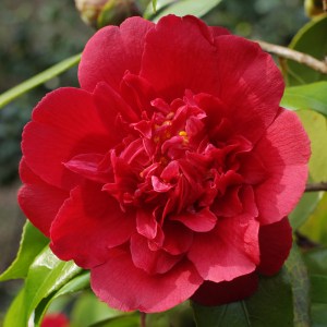 Camellia japonica 'Althaeiflora'
