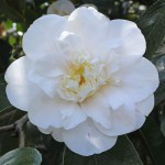 Camellia japonica 'Andromeda'