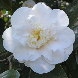 Camellia japonica 'Andromeda'