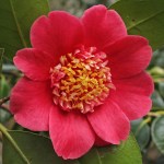 Camellia japonica 'Anemoniflora'