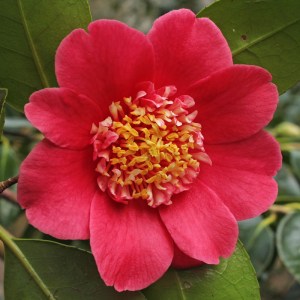 Camellia japonica 'Anemoniflora'