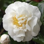 Camellia japonica 'Angel'