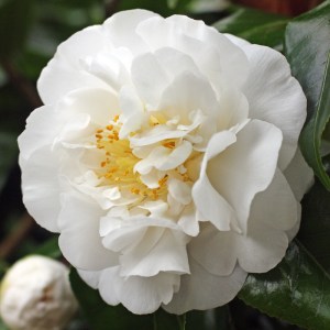 Camellia japonica 'Angel'