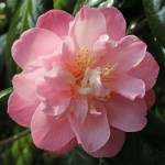 Camellia japonica 'Ann Sothern'