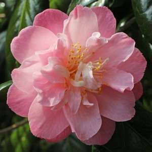 Camellia japonica 'Ann Sothern'