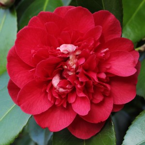 Camellia japonica 'Anne Smith'