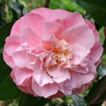 Camellia japonica 'Annie Wylam'