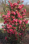 Camellia x williamsii 'Anticipation'