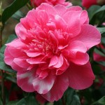 Camellia x williamsii 'Anticipation Variegated'