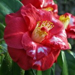 Camellia japonica 'Apollo Variegated'