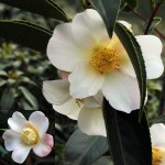 Camellia 'Apple Blossom'