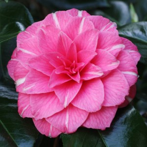 Camellia japonica 'April Rose'