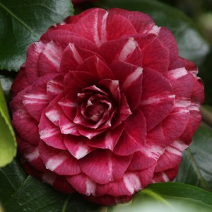 Camellia japonica 'Arciduchessa Augusta'
