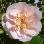 Camellia japonica 'Ardoch'