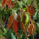 Camellia 'Ariel's Song'
