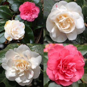 Camellia japonica 'Aspasia Macarthur'