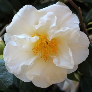 Camellia japonica 'Auburn White'