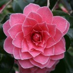 Camellia japonica 'Augusto Leal de Gouveia Pinto'