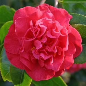 Camellia japonica 'Australis'