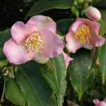 Camellia 'Baby Bear'