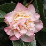 Camellia japonica 'Ballet Dancer'