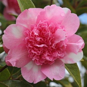 Camellia x williamsii 'Ballet Queen Variegated'