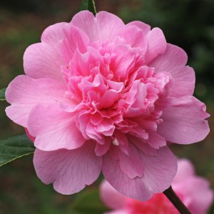 Camellia x williamsii 'Ballet Queen'