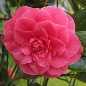 Camellia japonica 'Bambino'