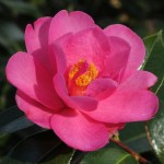 Camellia 'Barbara Clark'