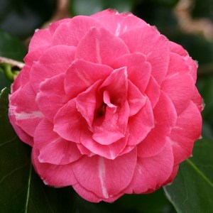 Camellia japonica 'Baronne Leguay'