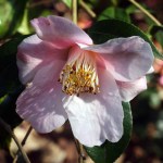 Camellia x williamsii 'Beatrice Michael'