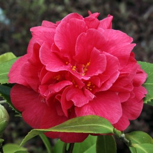 Camellia japonica 'Beau Harp'
