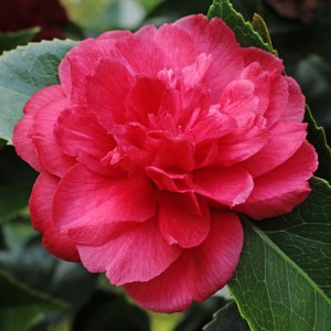 Camellia japonica 'Beni Daikagura'